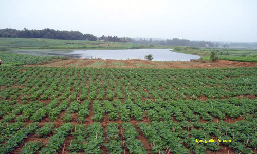 這是一條旱河,，即下雨積水成河,，天旱抽干水成大溝，這條河今天成了一個(gè)象河一樣的水庫(kù),。 