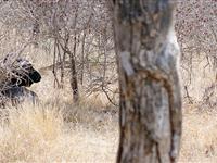 南非国家公园上演野生狮子与水牛“肉搏记”[图集]