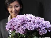 日本公司利用转基因技术培育出真正蓝玫瑰