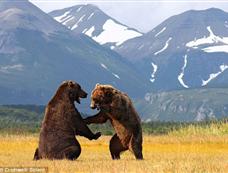 美国两头棕熊打斗15分钟 场面罕见惊险壮观[图集]