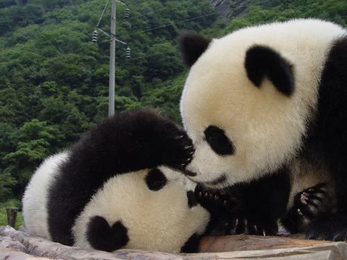 奔驰与中国保护大熊猫研究中心启动合作