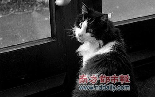 宠物猫4年来每天准时上公交车旅行1小时