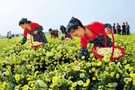 黄金周自驾游江南 赏菊品蟹正当时\(组图\)\(5\)