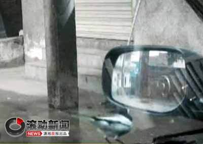 湖南郴州小鸟爱照镜 每天光顾反光镜\(图\)