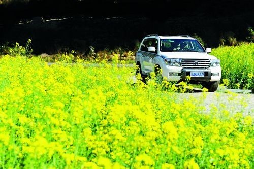 花事未了 远离“钢筋水泥”自驾出游去