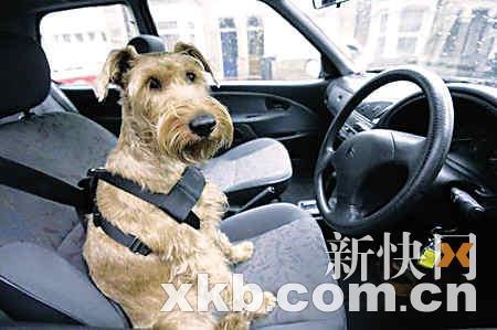 车载宠物安全用品不可少 突发事故如何防范