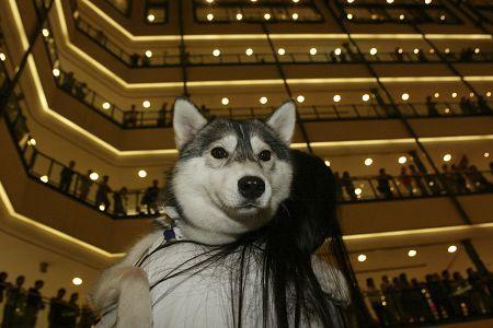 狗咬人事件每年上万起 上海将立法限制宠物狗