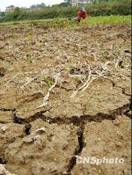 广西特大干旱致200万人饮水困难 蔗糖减产近一成