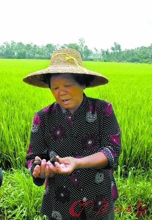 华中农大实验室称不搞转基因水稻如同不搞原子弹