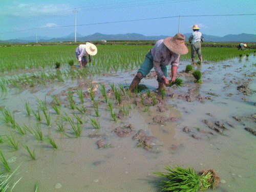 疑似转基因稻种湖南扩散 或从实验室流入田间