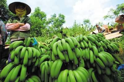 乙烯利事件负面影响未消除 海南数十万斤香蕉