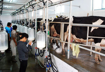 乳业巨头被指仗垄断欺负奶牛养殖企业 奶农被逼倒奶