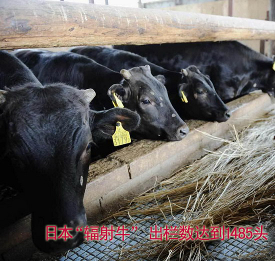日本新干线卖辐射牛肉饭 食品核污染现冰山一角
