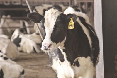 卫岗乳业:乳品安全口说无凭 奶源新鲜眼见为实