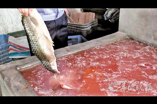 工业盐腌死鱼4万斤入市场 顺德一黑作坊被捣毁