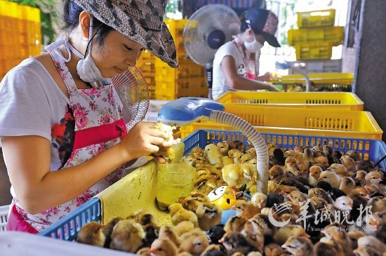 禽流感持续重击 广东家禽养殖业直接经济损失
