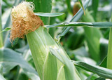 玉米：干旱预期推动期价连创新高