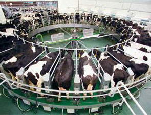 中国乳业最大并购案影响