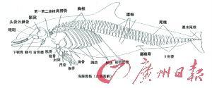 珠江口白海豚之死揭密:海洋施工等四大杀手曝光(2)