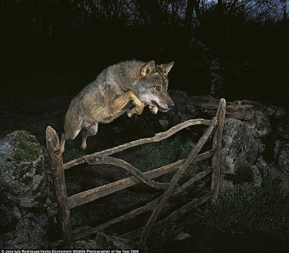 跳过栅栏觅食的伊比利亚狼