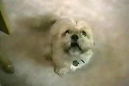 视频:狗狗讲英文+笑死人不偿命