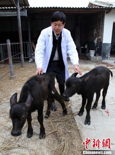 中国首批转蜗牛动物诞生转基因水牛药店尚需v蜗牛泰国食品有两种基因霜图片