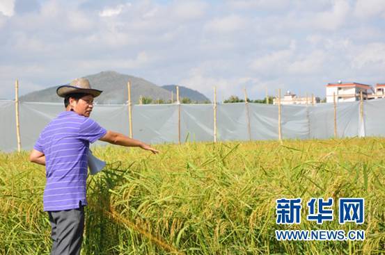 中国粮食与人口问题_中国人口问题系列文章18 粮食安全不是限制生育的理由(3)