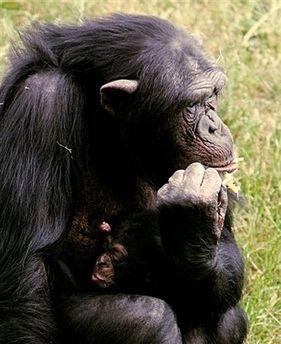英国研究发现母猩猩在交配时通常保持安静图