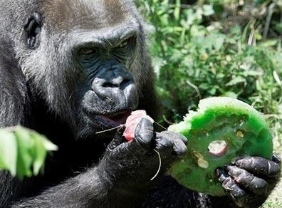 世界最老大猩猩去世 享年55岁(组图)