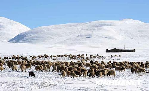 10月30日,西藏隆子县日当镇受灾群众的绵羊在雪地里觅食.