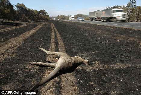 大火肆虐过的草地上留下袋鼠尸体