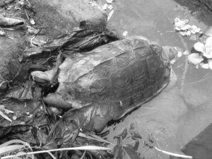 乌龟冬眠死亡样子图片