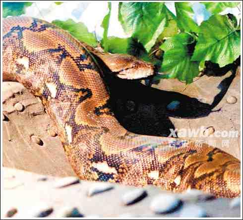 在秦嶺野生動物園兩棲爬行館,一座20餘平方米的玻璃籠舍裡赫然盤著一