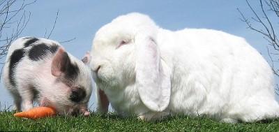 兔子和猪在相爱图片图片