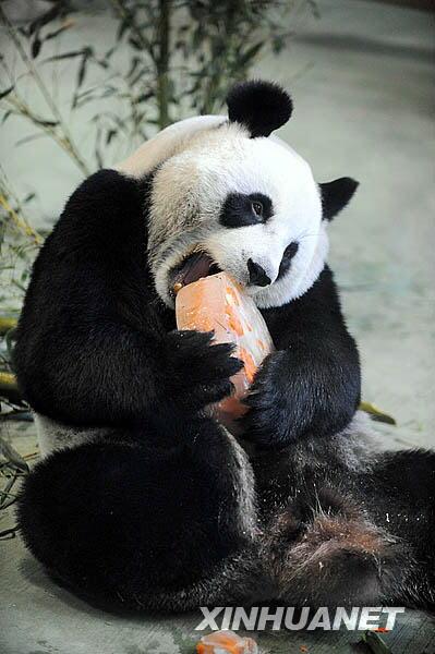 大熊猫"圆圆"在台北过5岁生日[组图]