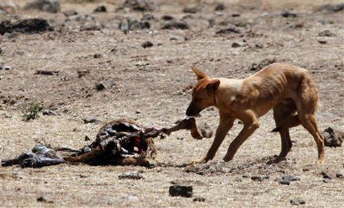 一只野狗在撕咬死去动物的残骸.(本文来源:国际在线)