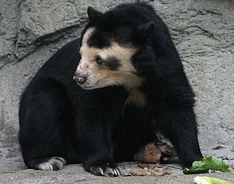 德国动物园中一头熊得病全身脱毛[组图]