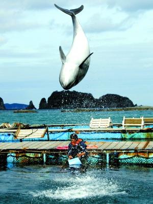 《海豚湾》获奥斯卡 激怒日本渔民