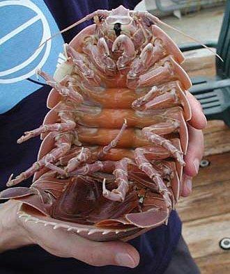 巨型海虫的图片图片