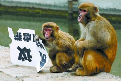 男子举牌抗议猴子虐猫 纸牌被猴当场撕毁