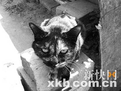 网上再现虐猫事件数小猫遭虐杀图