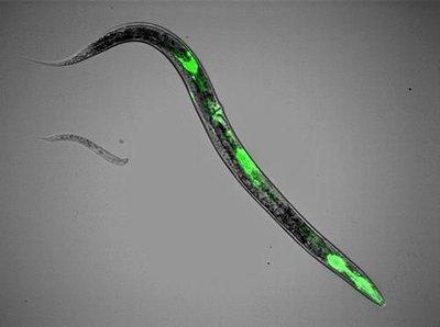 全球11种荧光生物 绿色荧光线形虫